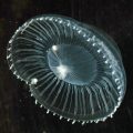 Aequorea jellyfish