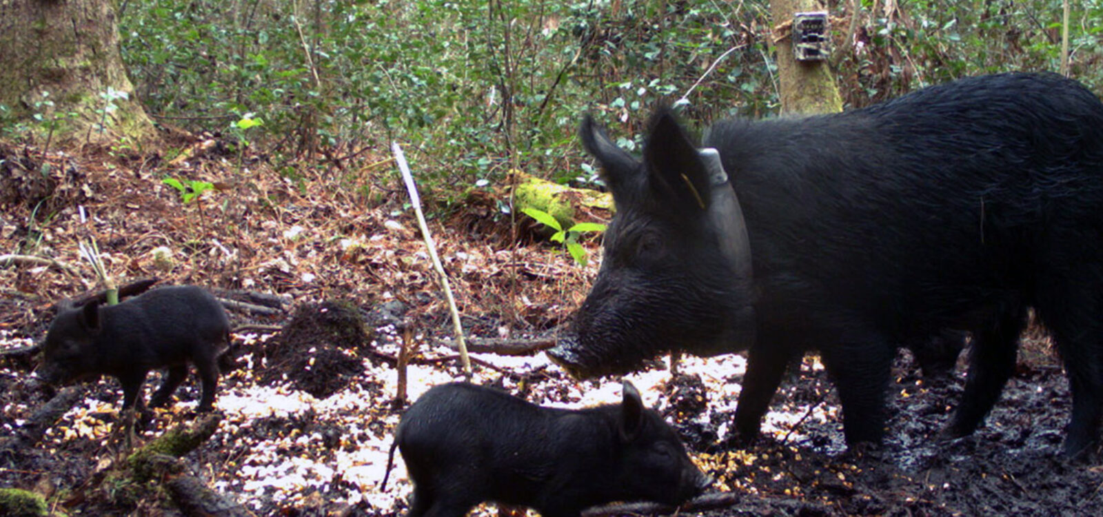 Wild Pigs