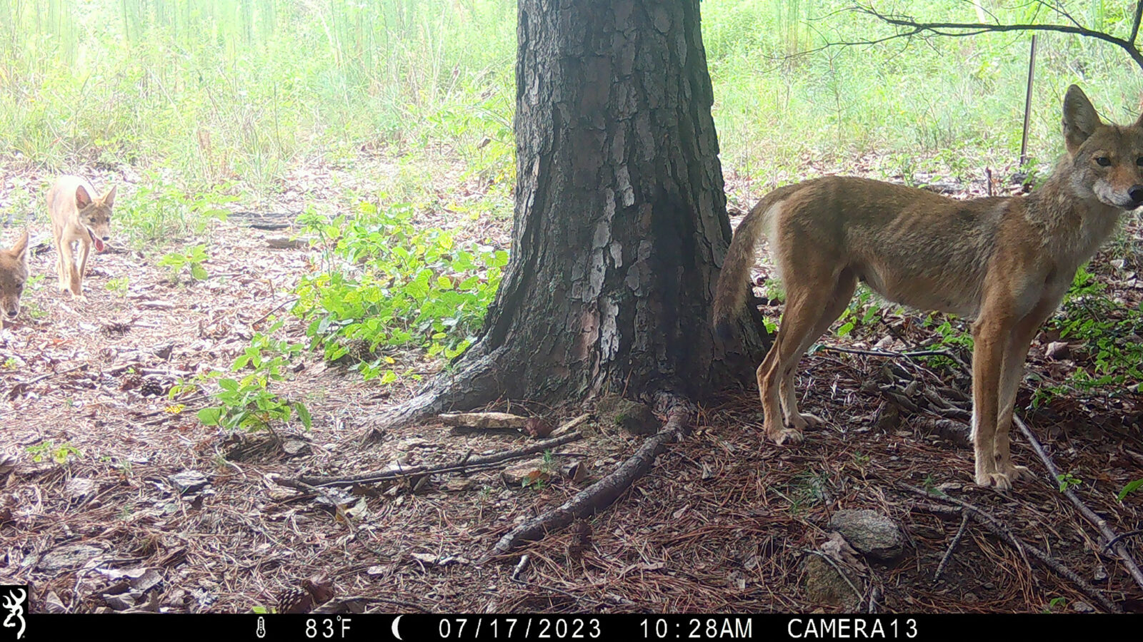 Coyote mom and pups
