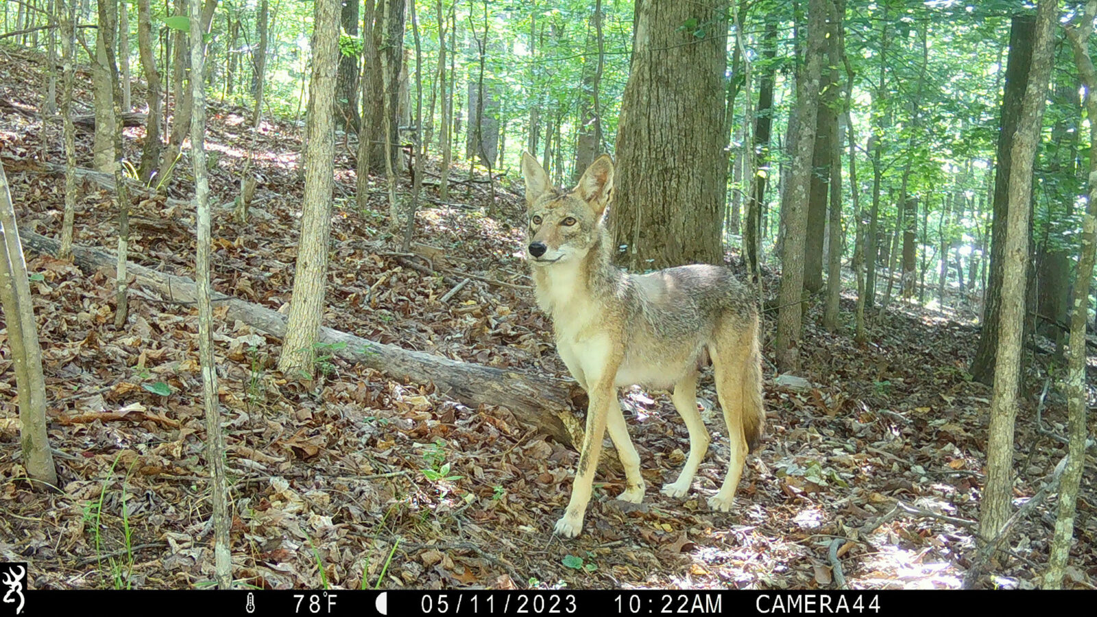 Coyote on field cam