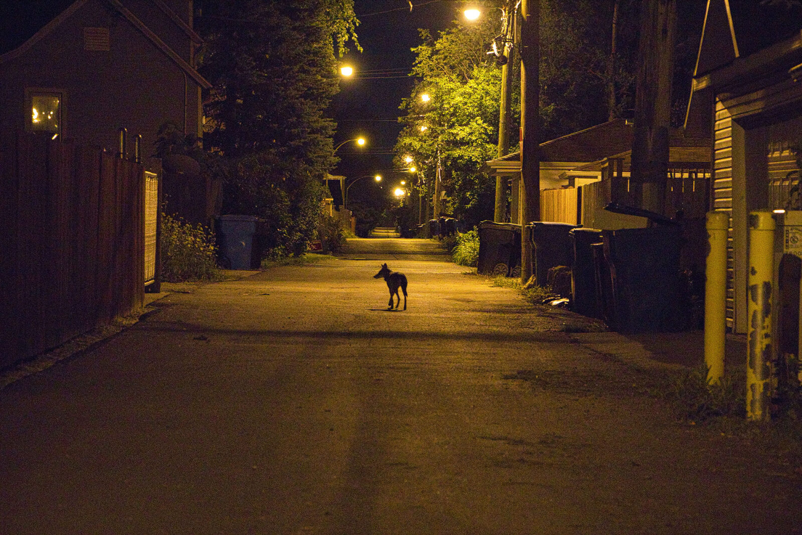 Coyote in the streetlight