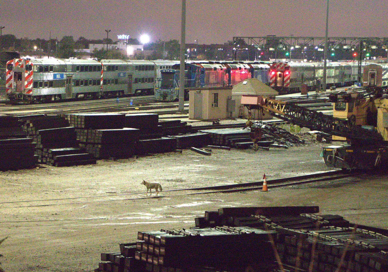 Coyote in parking lot