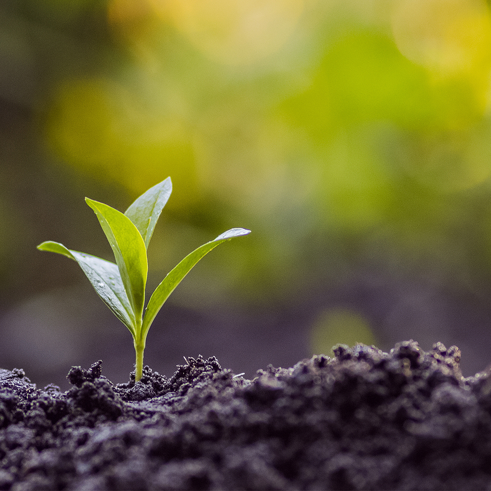 How You Thrive