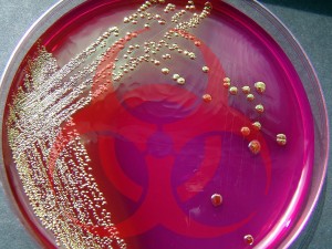 biohazard symbol / petri dish