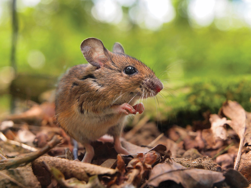 Using a form of artificial intelligence that allows researchers to sift through enormous amounts of data, the researchers analyzed information about the biological and ecological traits of more than 2,000 rodent species and the pathogens they’re known to carry.