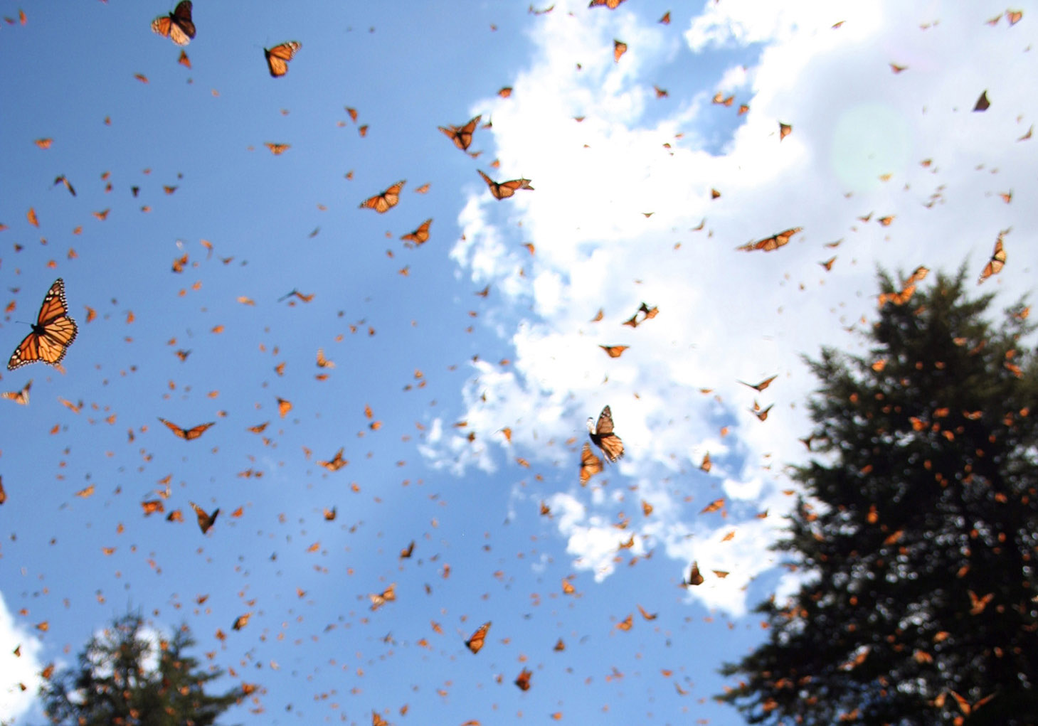 hundreds of monarch butterflies flying in the sky