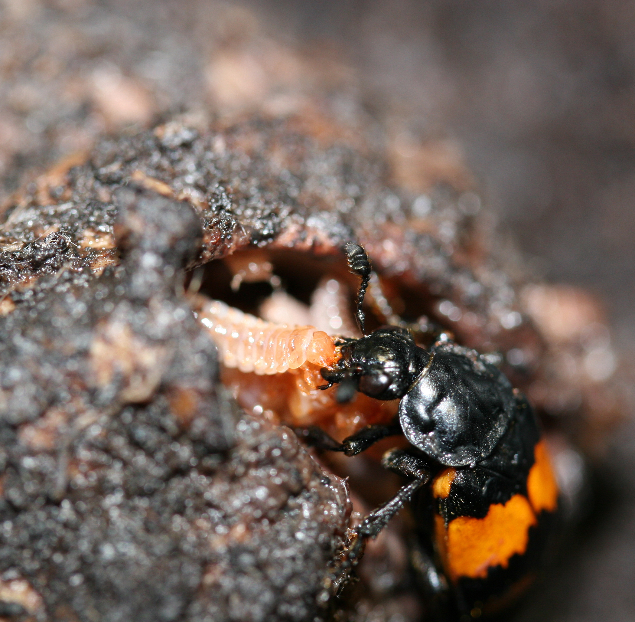 Burying beetle feeding its young