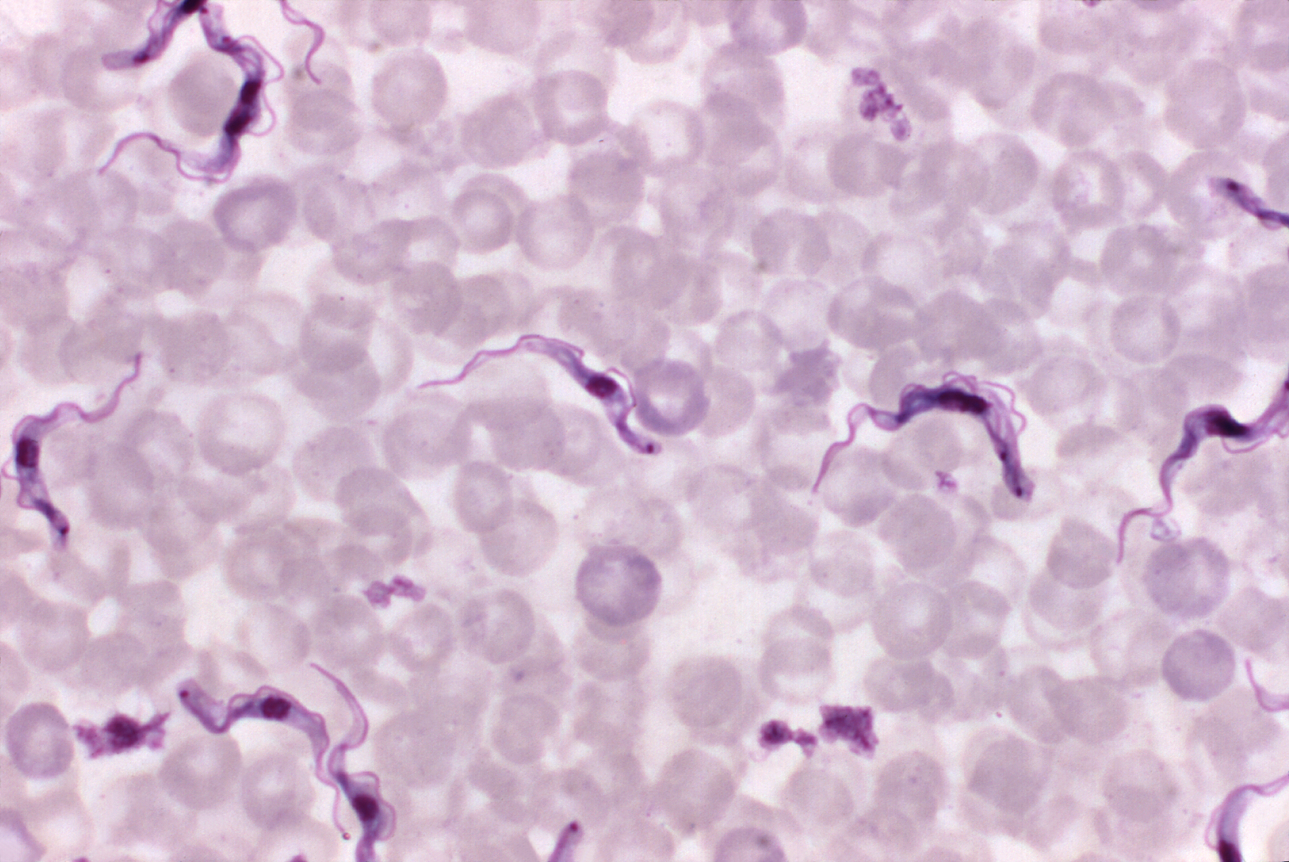 microscopy of Trypanosoma brucei parasites