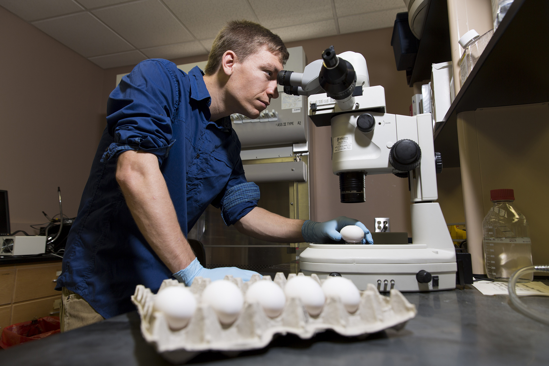 Graduate student Forrest Goodfellow looks into the top of an egg through a microscope