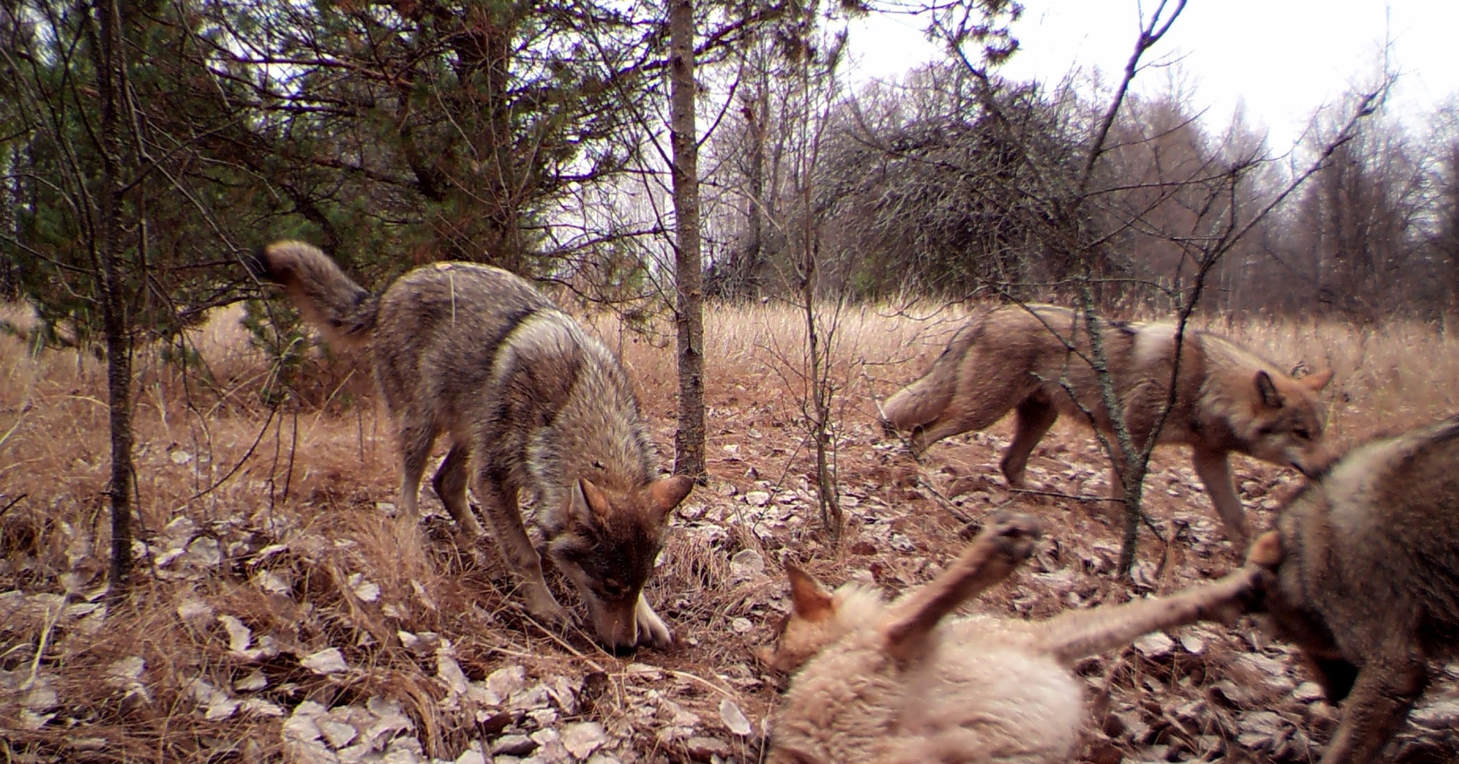 wolves captured by remote camera in Chernobyl exclusion zone