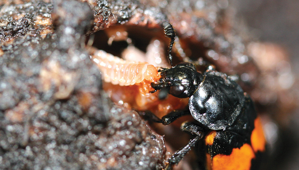 A female burying beetle feeds her begging young. Parent and offspring are in a mouse carcass prepared by the parent as food.