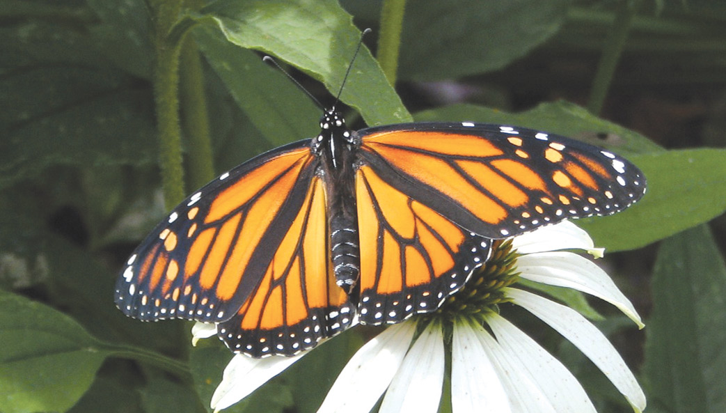 A monarch butterfly perched on top of a flower