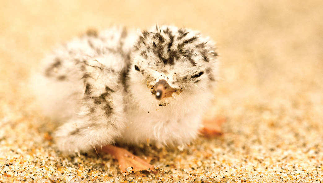 A photograph of a least terns hatchling, a kind of migratory seabird