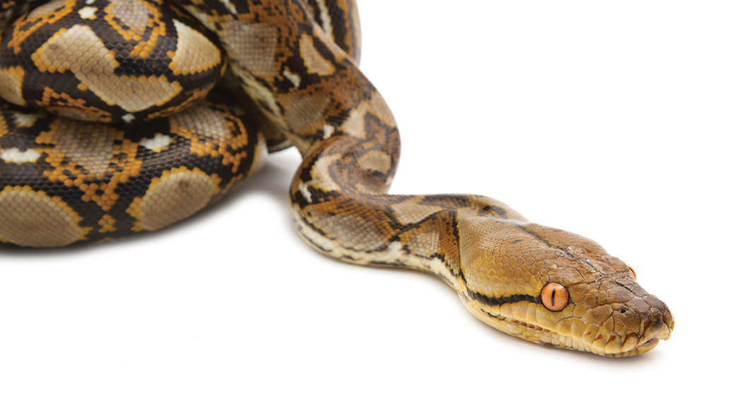 A coiled python with its head facing the camera