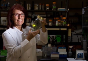 University of Georgia researcher Kathrin Stanger-Hall in her laboratory with firefly lure