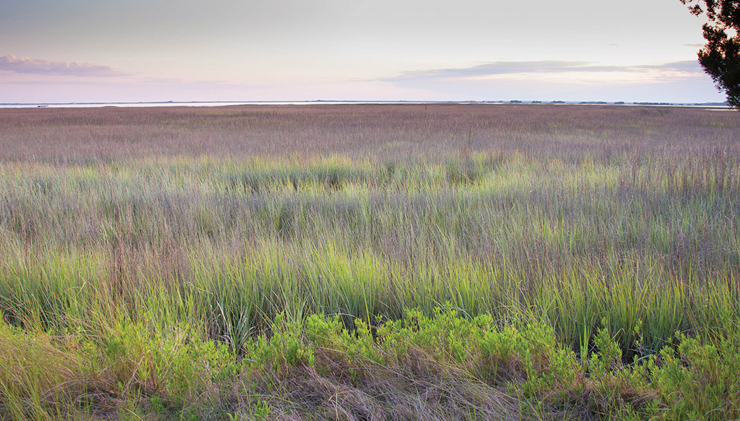 Spartina grass grows in the Sapelo Island saltmarsh.