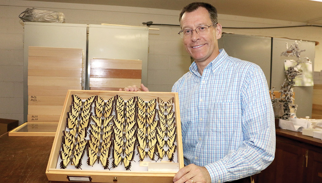 Researcher with butterfly specimens