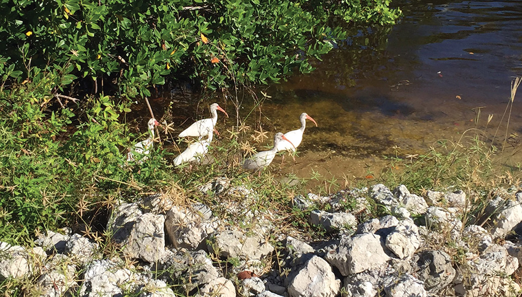 White ibises in water