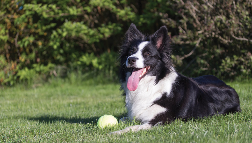 Border collie with tennis ball