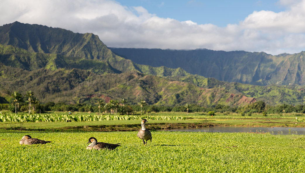 endangered nene geese in Hawaii