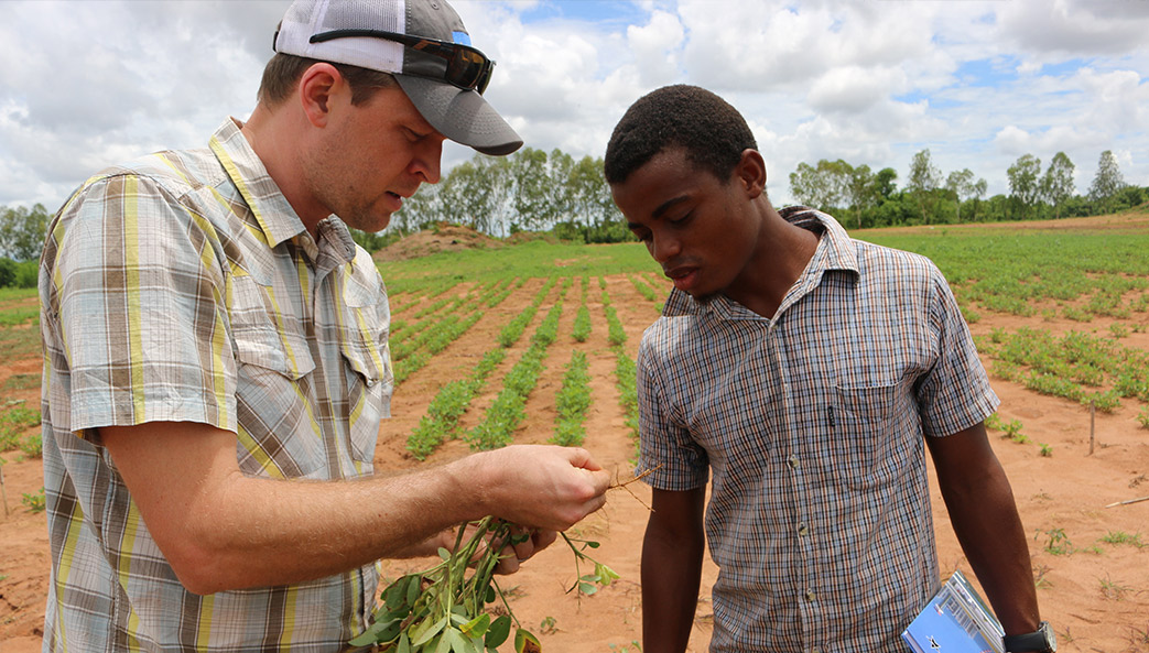 Jamie Rhoads, then-assistant director of the Peanut & Mycotoxin Innovation Lab at the University of Georgia, shows Mozambican student root nodulation on a peanut plant in Montepuez, Mozambique, in January 2017.