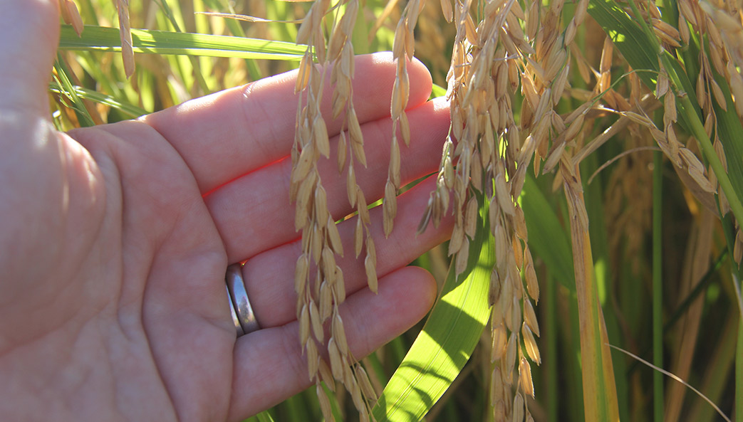 photo of hand with rice plant