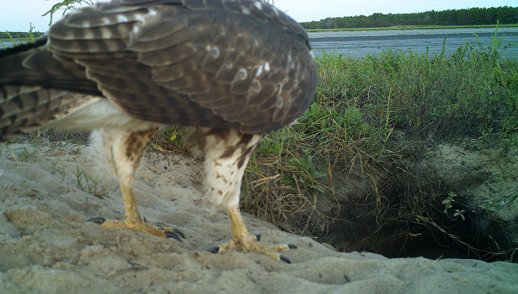red-tailed hawk lurking outside a tortoise burrow