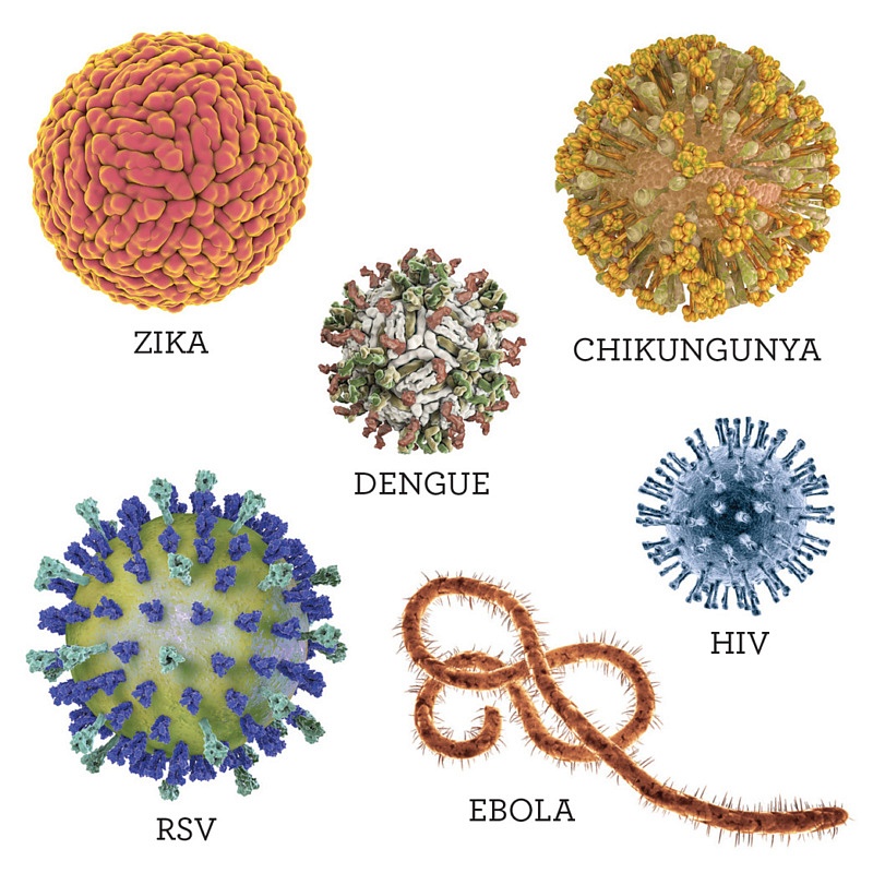 illustrations of viruses studied at the University of Georgia's Center for Vaccines and Immunology