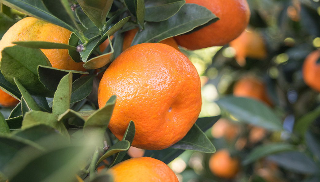 the Sweet Frost tangerine cultivated by University of Georgia researcher Wayne Hanna