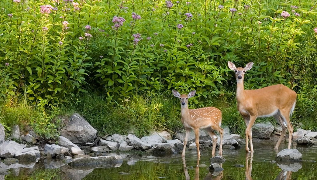 whitetail deer doe and fawn