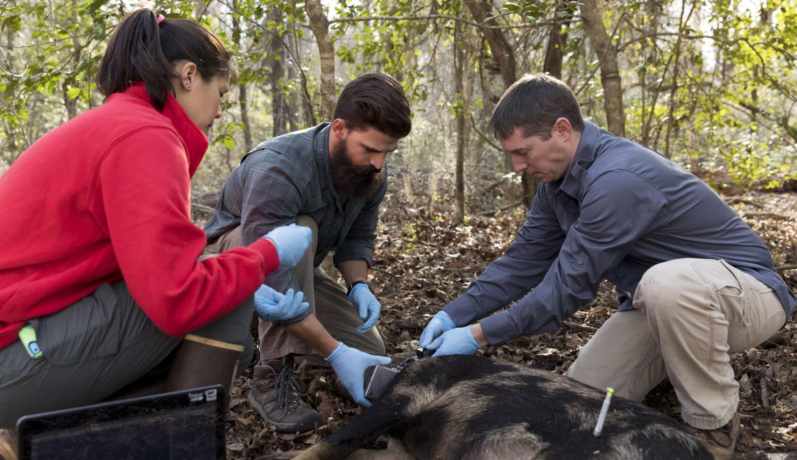 PhD student Sarah Chinn, left to right, research technician Jacob Ashe, and professor James Beasley place a tracking collar on a wild hog in the field on the Savannah River Site.