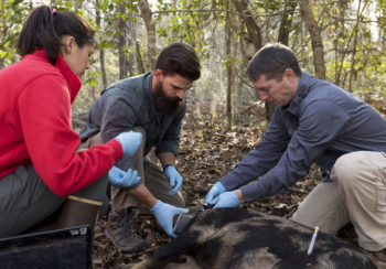 PhD student Sarah Chinn, left to right, research technician Jacob Ashe, and professor James Beasley place a tracking collar on a wild hog in the field on the Savannah River Site.