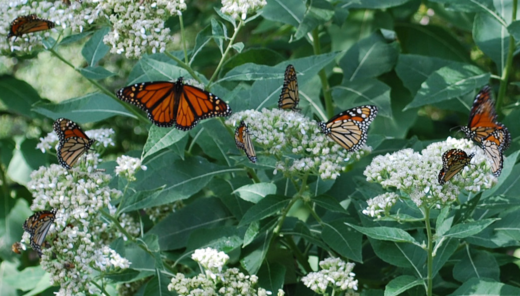 Migratory monarchs gorging themselves on frostweed nectar on their way to Mexico in Dallas, Texas.