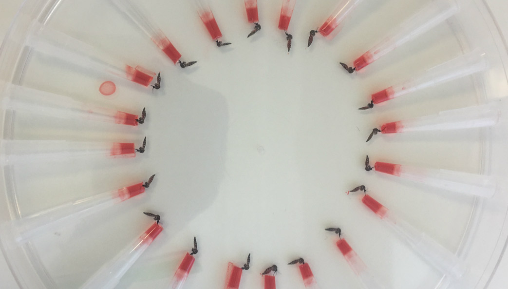 Saliva collection from Zika-exposed and control Aedes aegypti mosquitoes