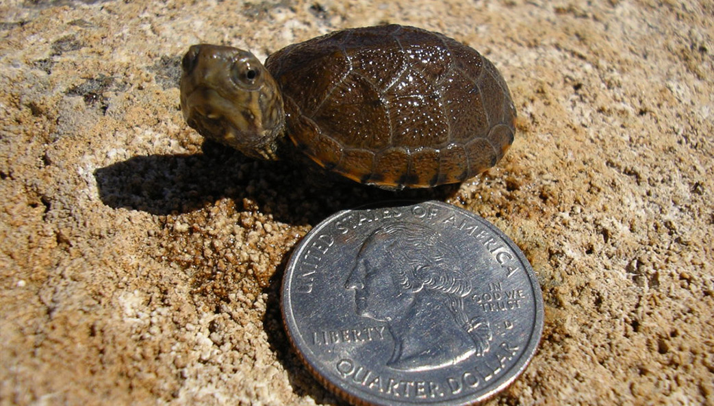 hatchling Sonora mud turtle