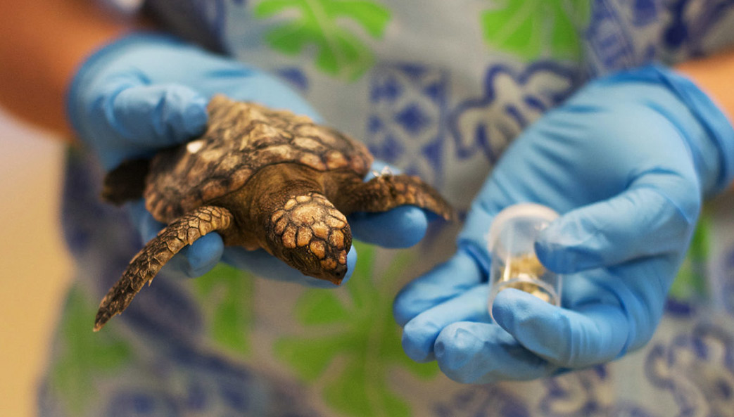 loggerhead post-hatchling with a vial containing plastic it excreted