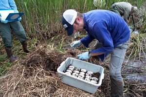 Ben Parrott collects alligator eggs