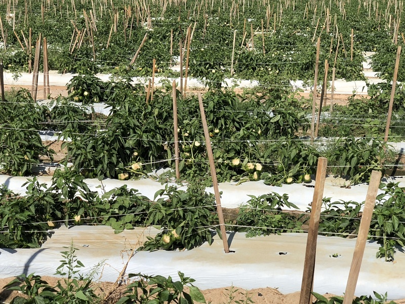 Peppers exposed to sun damage after high winds from Hurricane Michael defoliated plants.