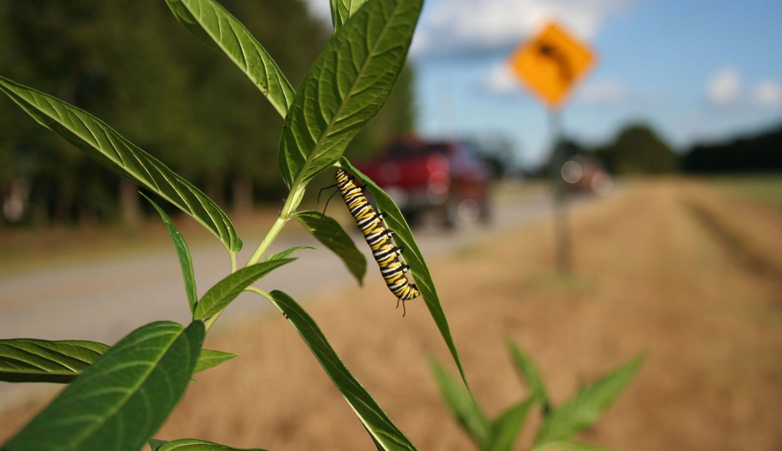 caterpillar on leaf by roadside