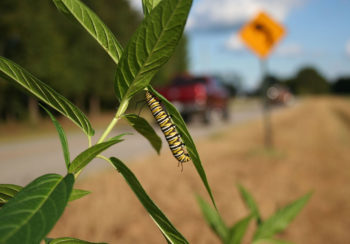 caterpillar on leaf by roadside