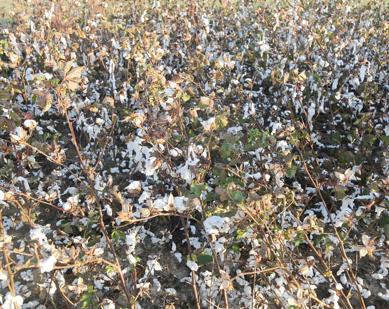 High winds from Hurricane Michael in Turner County, Georgia, blew cotton to the ground.
