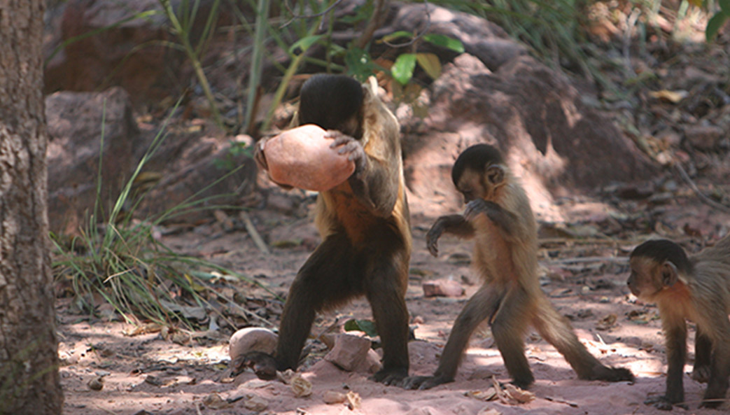 A wild bearded capuchin monkey is striking an intact piaçava nut with a quartzite stone hammer.