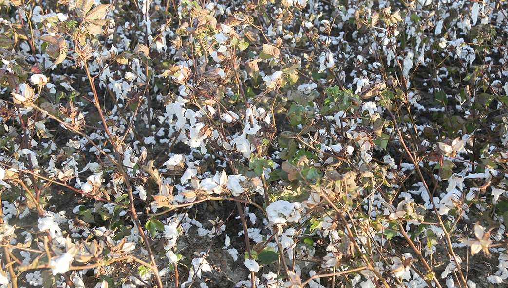 cotton blown to the ground by Hurricane Michael