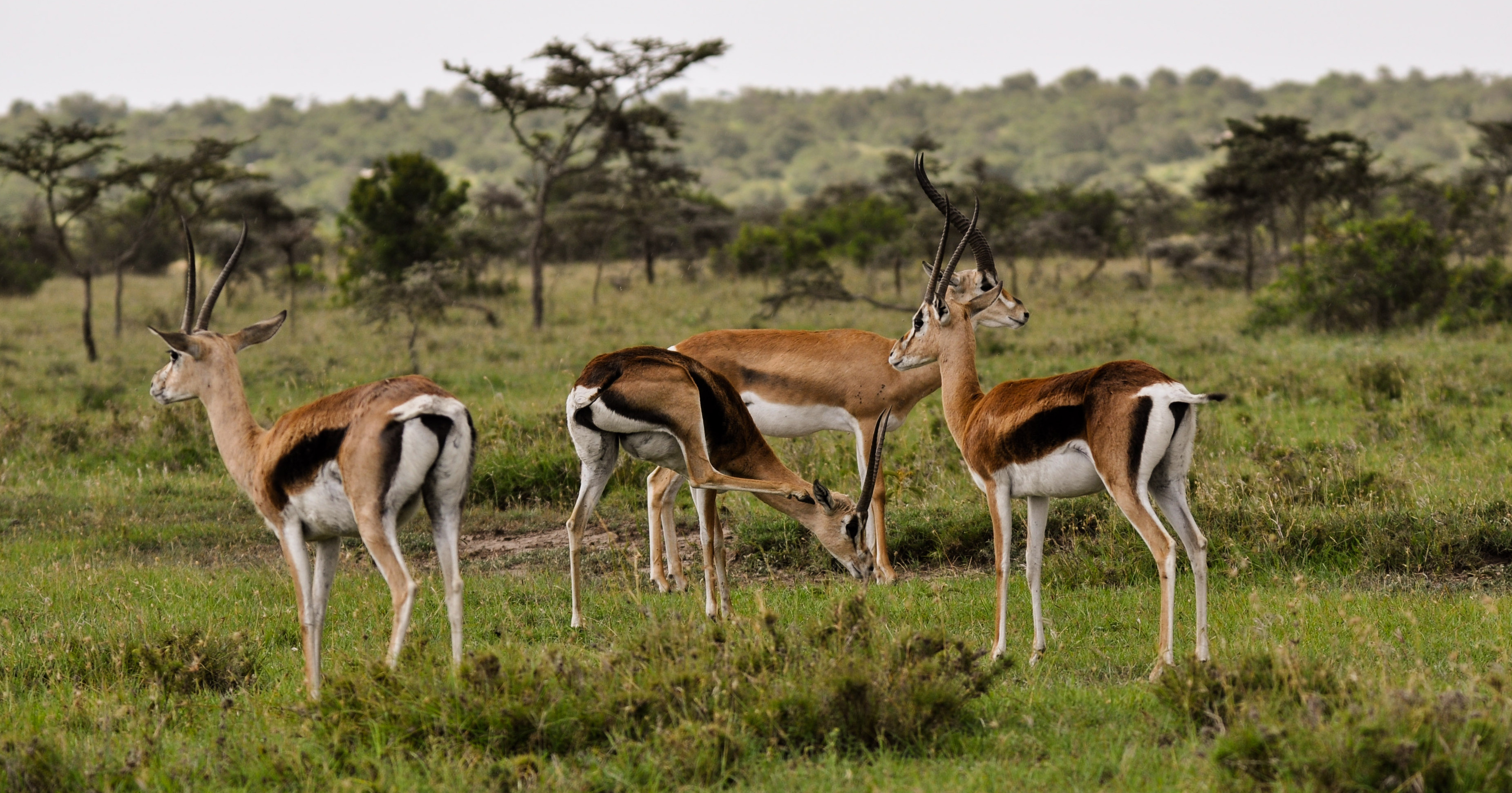 A group of Grant’s gazelles