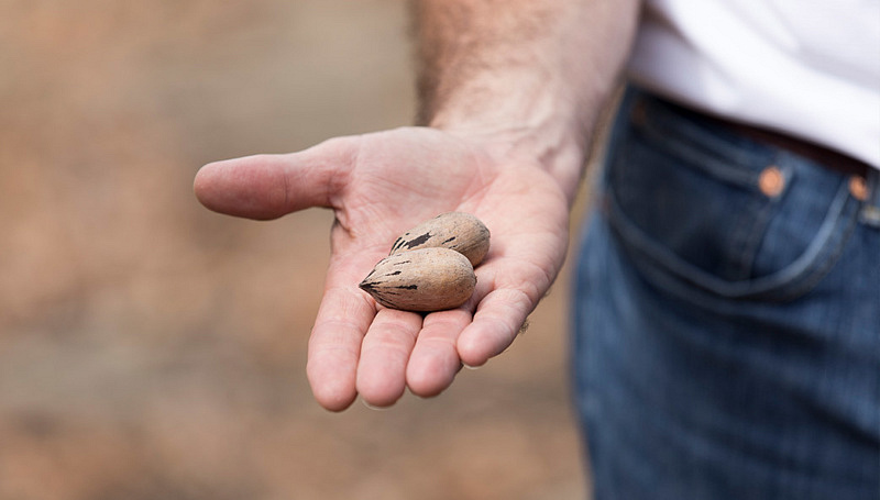 UGA to host Pecan Beginners Course UGA Research News UGA to host Pecan Beginners Course UGA Research News