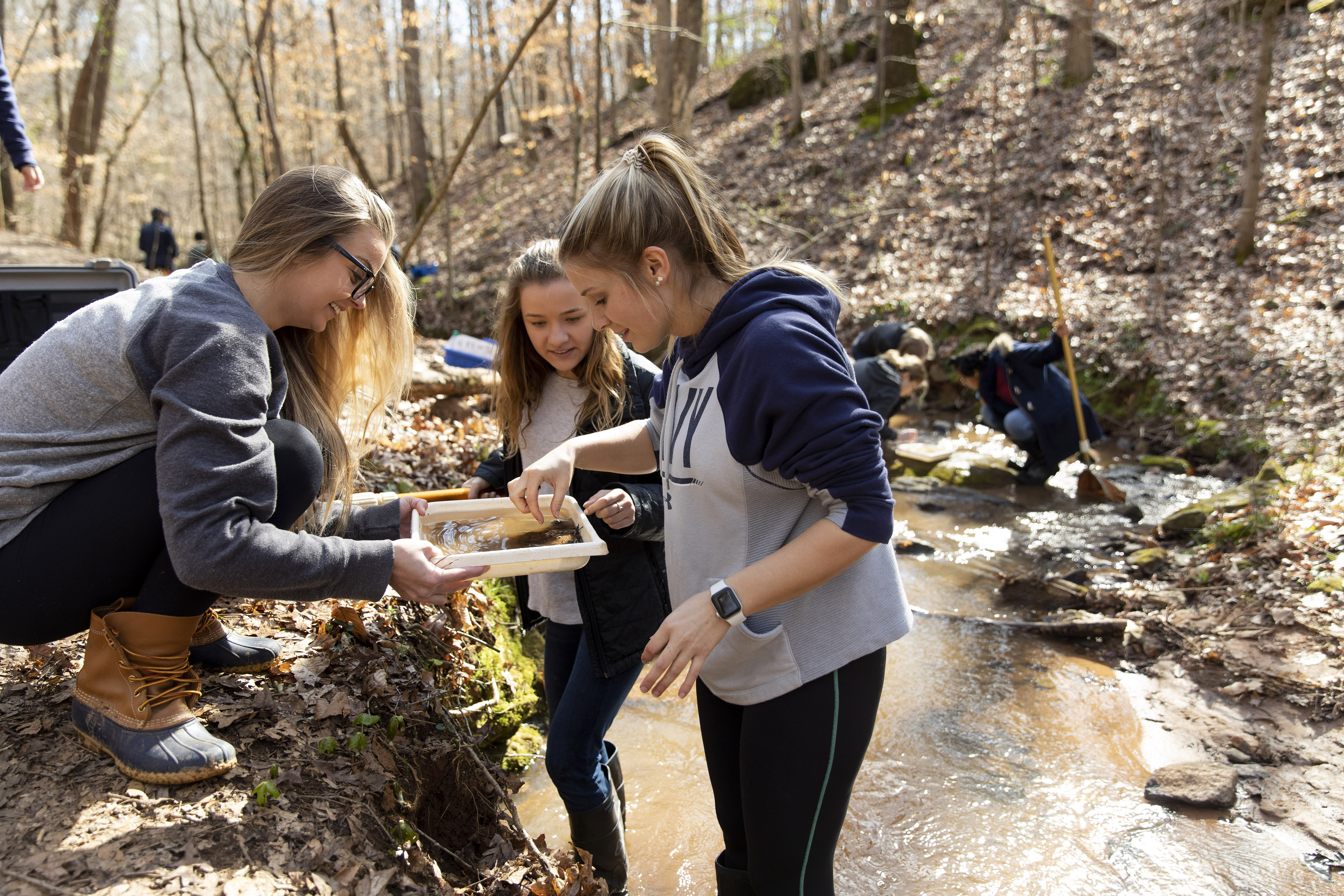 (L-R) Undergraduates Nicole Jackson, Jenna Blanchard, and Cheyenne Galloway look for small animals and bugs in a sampling tray as they sample as part of their Stream Ecology Lab in a stream off the orange trail at the State Botanical Gardens.