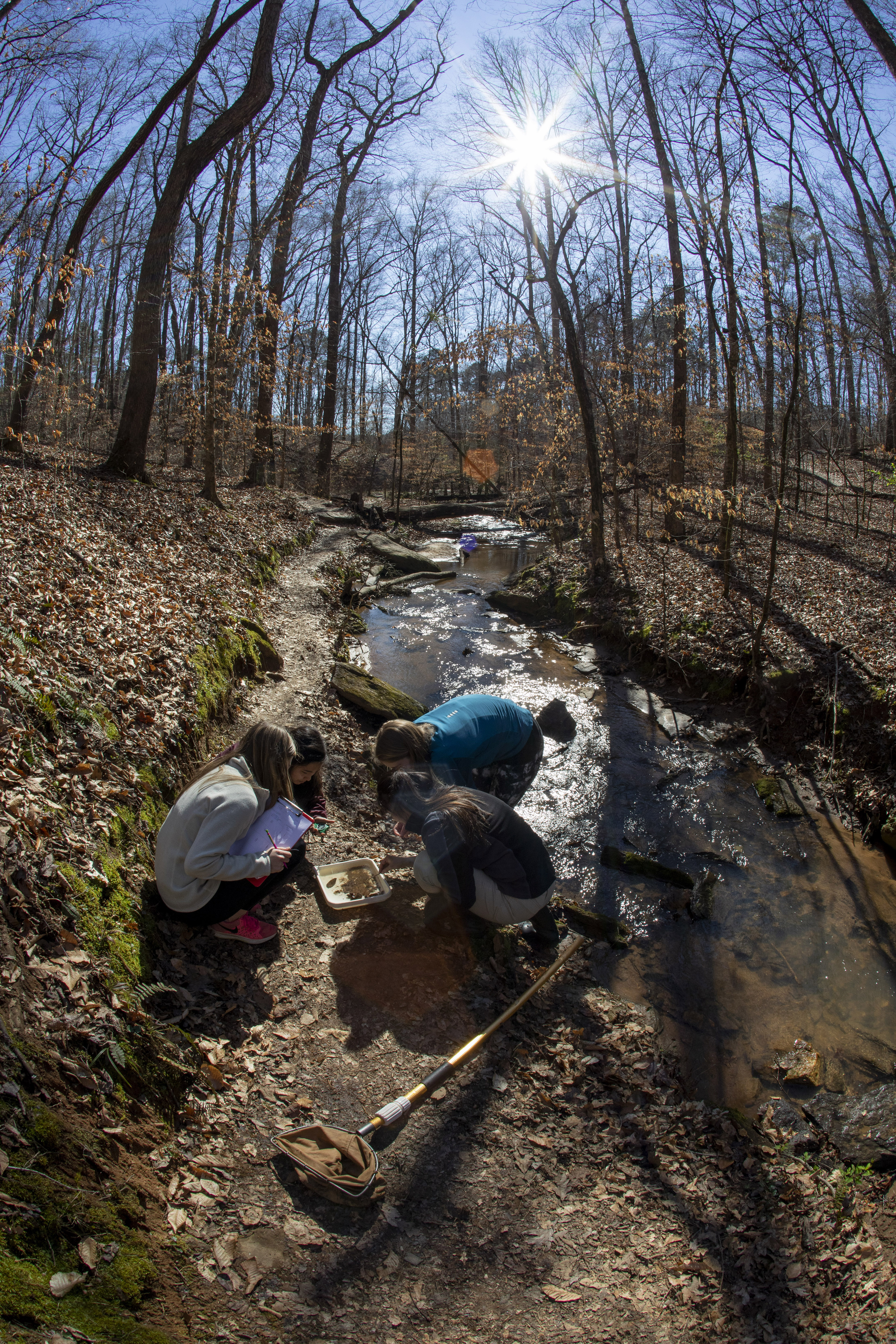 The sun shines downh through the winter canopy on a group of students as they look for small animals and bugs in a sampling tray as they gather samples as part of their Stream Ecology Lab in a stream off the orange trail at the State Botanical Gardens.