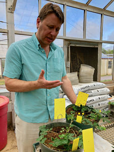 David Bertioli inspects peanut plants at the University of Georgia Institute for Plant Breeding, Genetics and Genomics greenhouse on Riverbend Road in Athens.