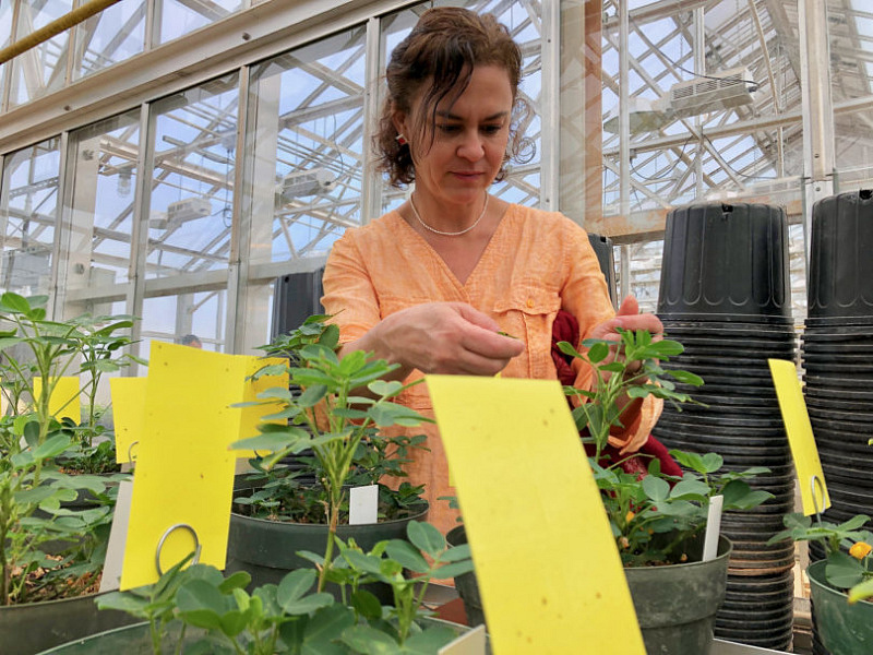 Soroya Bertioli inspects peanut plants at the UGA Institute for Plant Breeding, Genetics and Genomics greenhouse.