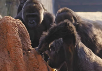 gorillas feed from artificial termite mound
